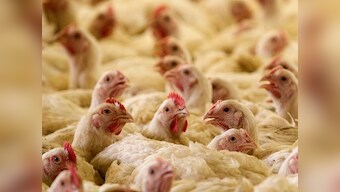 Rampant use of methamphetamine, an equivalent of ractopamine, in meat may trigger heart attacks, organ damage