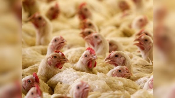 Coronavirus does not spread through chicken, mutton, seafood; virus will not survive in high temperature: FSSAI