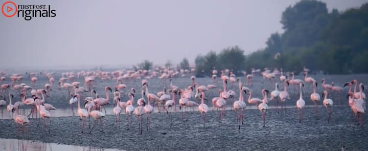 Flamingo watching in Mumbai: Winged visitors arrive for winter date