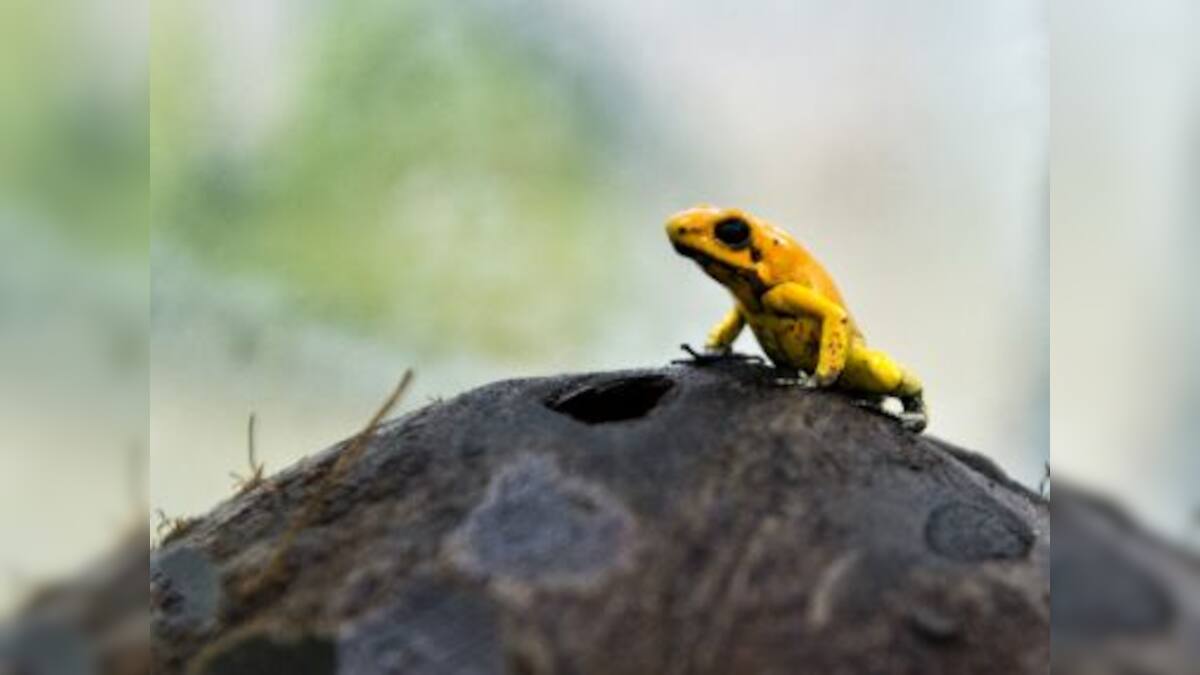 Disappearing frogs are an unfortunate effect of destruction of ecology ...