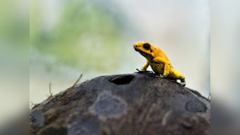 Disappearing frogs are an unfortunate effect of destruction of ecology due to human activity