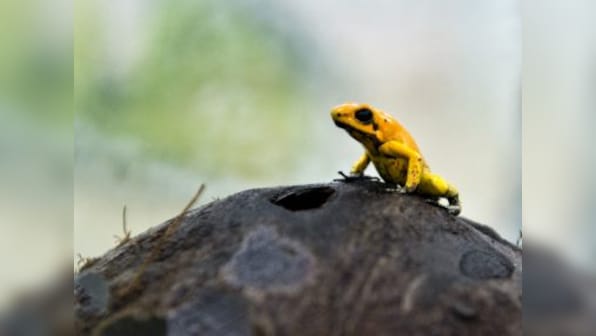 Disappearing frogs are an unfortunate effect of destruction of ecology due to human activity