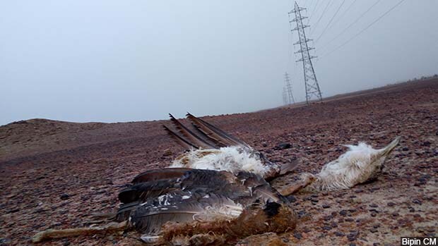 On 29 December, 2017, in Khetloi village, Rajasthan, forest officials found the dismembered carcass of a great Indian bustard–the second killed by power lines in December 2017, and the ninth over the previous decade.