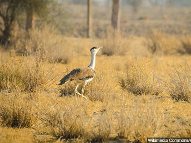 Great Indian Bustard fights losing battle of survival as energy-hungry India embarks on renewable power overdrive Great Indian Bustard fights losing battle of survival as energy-hungry India embarks on renewable power overdrive