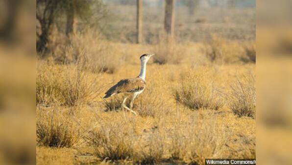 Great Indian Bustard fights losing battle of survival as energy-hungry India embarks on renewable power overdrive