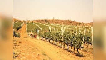The story of how Grover Zampa Vineyards, among India's finest wine-makers, came into being
