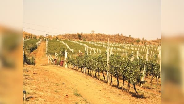 The story of how Grover Zampa Vineyards, among India's finest wine-makers, came into being