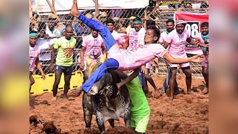 Jallikattu in Tamil Nadu: Three more persons killed due to bull-taming sport, taking death toll to four