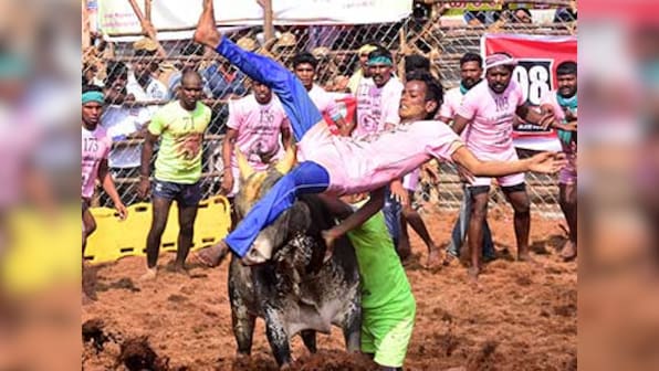 Jallikattu in Tamil Nadu: Three more persons killed due to bull-taming sport, taking death toll to four