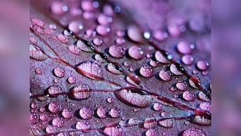 The secrets of macro photography: Capturing the world of tiny things can reap big rewards