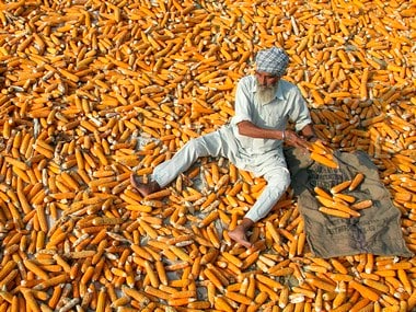 A farmer puts maize out in the sun on the outskirts of Chandigarh . Image: Reuters