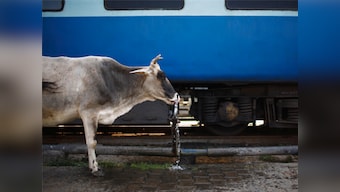 Madhya Pradesh approves proposal for anti-cow vigilante law; draft bill proposes up to 5-yr jail term, Rs 50,000 fine