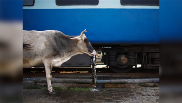 Madhya Pradesh approves proposal for anti-cow vigilante law; draft bill proposes up to 5-yr jail term, Rs 50,000 fine
