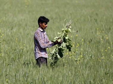 A farmer removes weeds from his wheat field in Upleta town in the western state of Gujarat, India. Image: Reuters