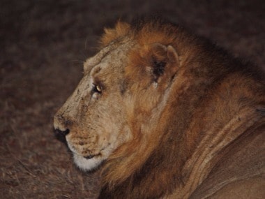 lion 380