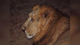 As forests, wildlife and tribals exist in uneasy equilibrium, could lions be prey to sixth mass extinction?