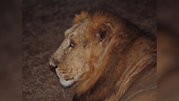 As forests, wildlife and tribals exist in uneasy equilibrium, could lions be prey to sixth mass extinction?