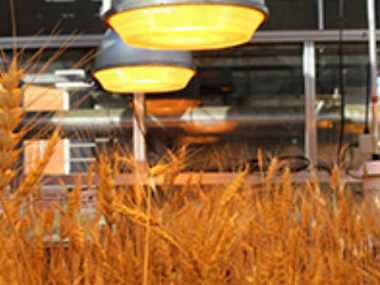 The NASA experiments involved using continuous light on wheat which triggered early reproduction in the plants. University of Queensland
