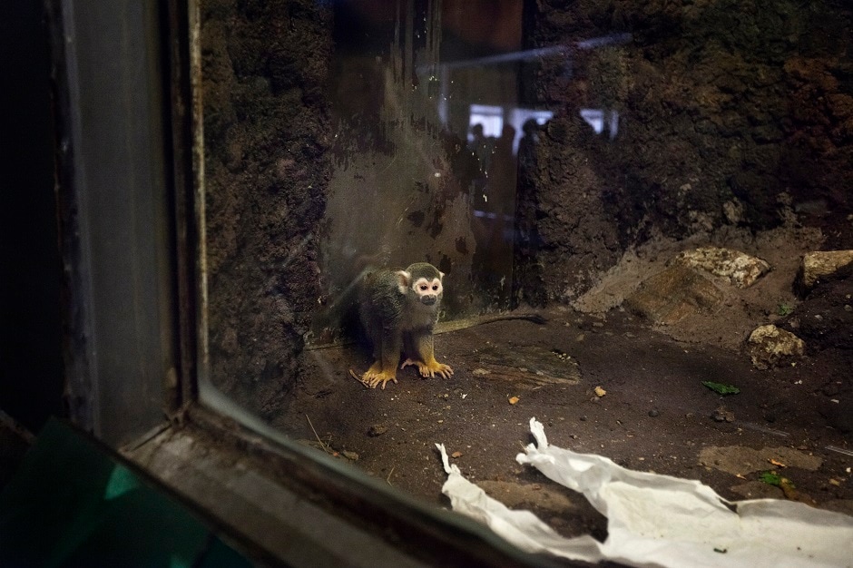 Squirrel Monkey inside the enclosure in the monkey house at the Bronx Zoo. Squirrel Monkey inside the enclosure in the monkey house at the Bronx Zoo.