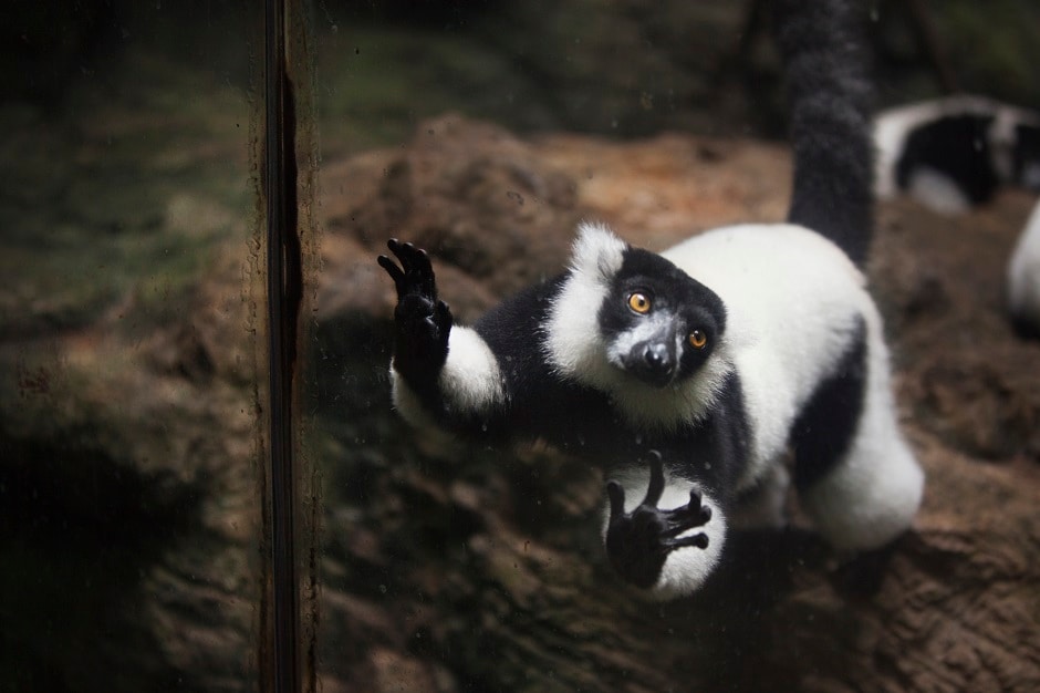 Parelkar's photos bring to mind the adage: God loved the birds and invented trees. Man loved the birds and invented cages — Jacques Deval. Here: Black and White ruffed lemur in an enclosure at the Tropic Zone exhibit. Parelkar's photos bring to mind the adage: God loved the birds and invented trees. Man loved the birds and invented cages — Jacques Deval. Here: Black and White ruffed lemur in an enclosure at the Tropic Zone exhibit.