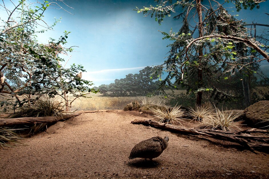 Parelkar's series, currently on display at JaipurPhoto 2018, examines how zoos create the illusion that visitors are seeing animals in their natural habitat. Here, a Crested Tinamou in a glass enclosure in the World of Birds exhibit at the Bronx Zoo. Parelkar's series, currently on display at JaipurPhoto 2018, examines how zoos create the illusion that visitors are seeing animals in their natural habitat. Here, a Crested Tinamou in a glass enclosure in the World of Birds exhibit at the Bronx Zoo.