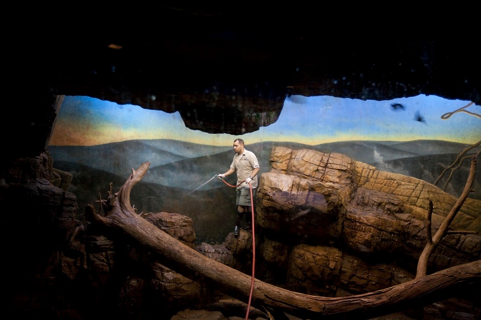 A zookeeper cleans the bat enclosure at Central Park Zoo. A zookeeper cleans the bat enclosure at Central Park Zoo.