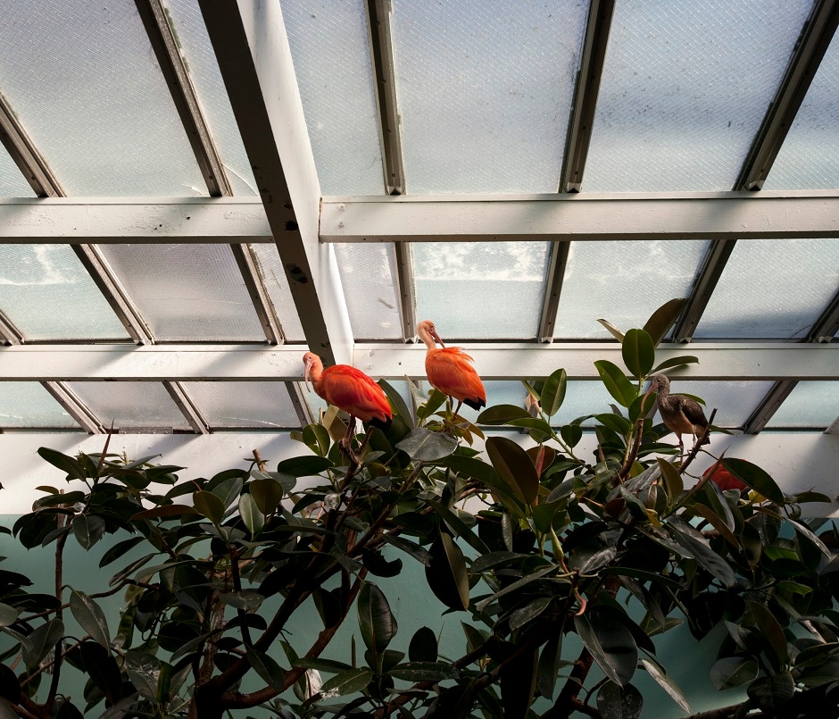 Scarlet Ibis in the exhibit at the Bronx Zoo. Scarlet Ibis in the exhibit at the Bronx Zoo.