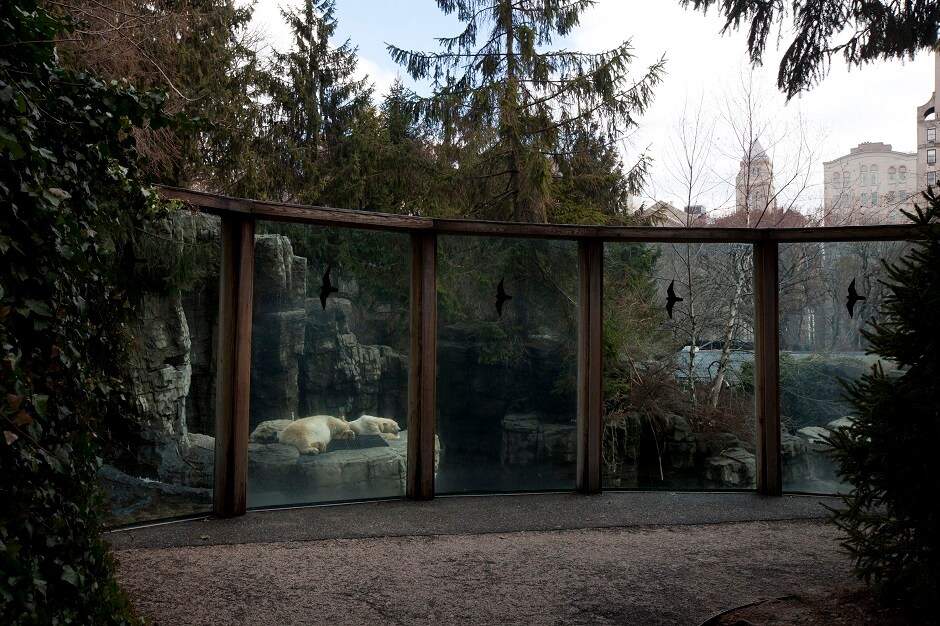 Polar Bears sleeping inside the exhibit at the Central Park Zoo. Central Park Zoo is located in the heart of New York City. Polar Bears sleeping inside the exhibit at the Central Park Zoo. Central Park Zoo is located in the heart of New York City.