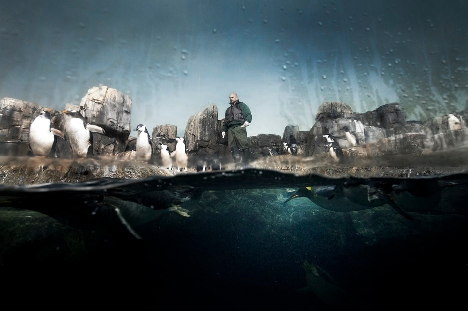 A zoo keeper feeding the Gentoo Penguins inside the Penguin exhibit at the Central Park Zoo, New York. A zoo keeper feeding the Gentoo Penguins inside the Penguin exhibit at the Central Park Zoo, New York.