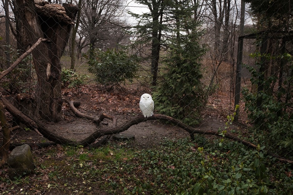A Snowy Owl inside an outdoor enclosure at the Queens Zoo located in the Flushing Meadows Corona Park, New York. A Snowy Owl inside an outdoor enclosure at the Queens Zoo located in the Flushing Meadows Corona Park, New York.