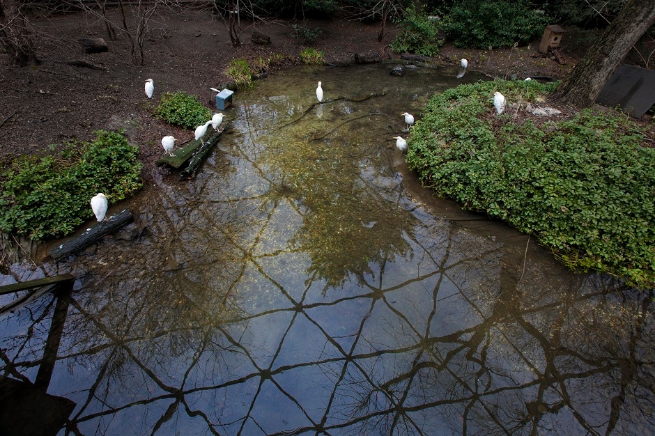 Cattle egrets sitting next to the pond inside the Aviary in the Queens Zoo located in the Flushing Meadows Park in Queens, New York. Cattle egrets sitting next to the pond inside the Aviary in the Queens Zoo located in the Flushing Meadows Park in Queens, New York.