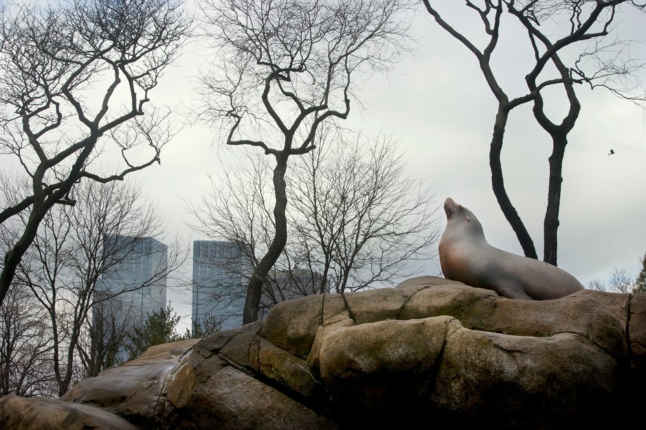 A sea lion sitting on top of a rock inside the exhibit at Central Park Zoo. A sea lion sitting on top of a rock inside the exhibit at Central Park Zoo.