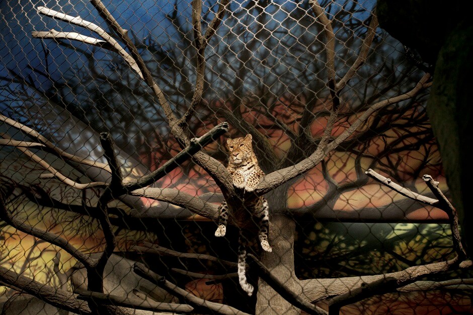 Amur Leopard inside an enclosure at the Staten Island Zoo in Staten Island, New York. Amur Leopard inside an enclosure at the Staten Island Zoo in Staten Island, New York.