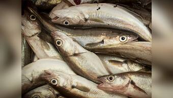 Fish breeding often involves use of antibiotics, chemicals which harm human health and alter ecosystem