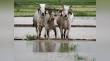 Coronavirus Outbreak: COVID-19 exposes lacunae in India's food security, system needs overhaul from production to last-mile delivery