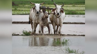 Budget 2019: Govt likely to overshoot fertiliser subsidy bill by Rs 30,000 cr, banks may chip in, says report