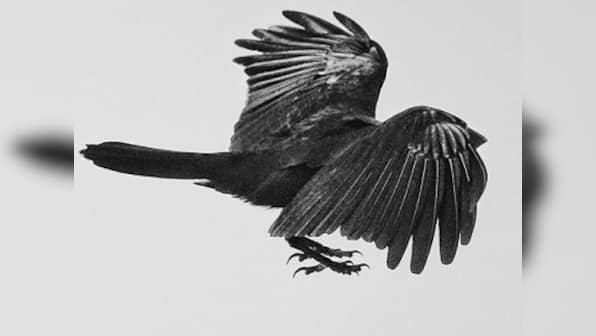 Meanwhile on Instagram: Photographer Ronny Sen trains his lens on urban crows