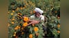 Farmers body calls Union Budget 2018 anti-farmer, pro-corporate; alleges govt manipulated input cost figures