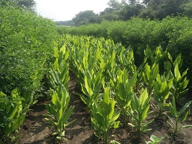 In Beleaguered Yavatmal, One Farmer's Organic Practice Could Provide A ...