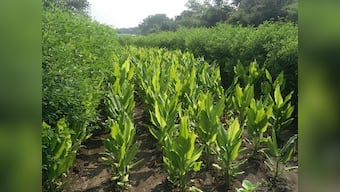 In beleaguered Yavatmal, one farmer's organic practice could provide a way forward for district
