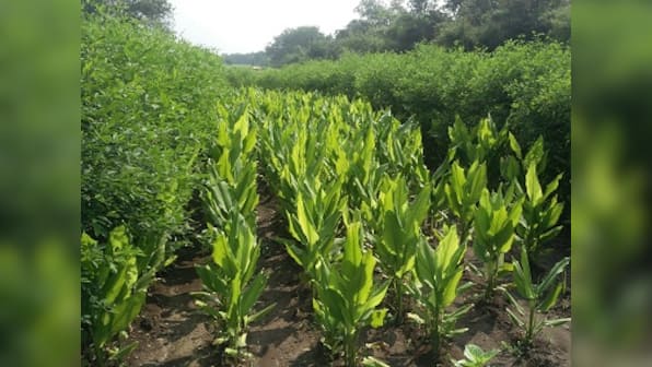 In beleaguered Yavatmal, one farmer's organic practice could provide a way forward for district