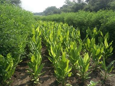 In beleaguered Yavatmal, one farmer's organic practice could provide a way forward for district