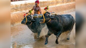 Supreme Court set to hear PETA's plea seeking ban on Karnataka's Kambala on 12 February