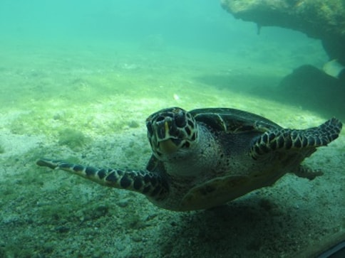 How Kélonia, a sea turtle farm-turned-observatory in the Indian Ocean ...