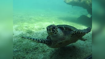How Kélonia, a sea turtle farm-turned-observatory in the Indian Ocean, is helping save the species
