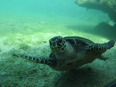 How Kélonia, a sea turtle farm-turned-observatory in the Indian Ocean, is helping save the species How Kélonia, a sea turtle farm-turned-observatory in the Indian Ocean, is helping save the species