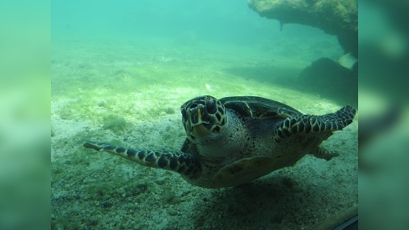 How Kélonia, a sea turtle farm-turned-observatory in the Indian Ocean, is helping save the species