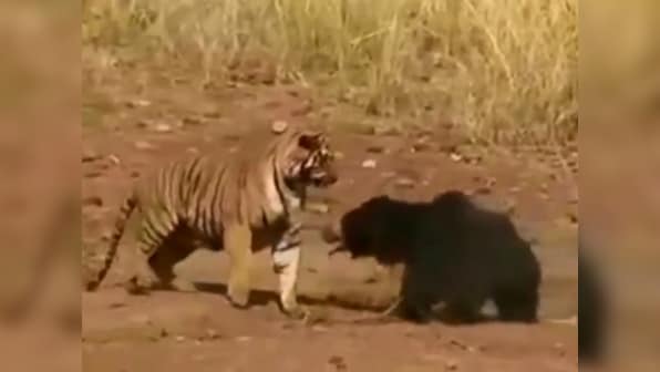 WATCH: Sloth bear takes on tiger in ferocious fight caught on video at Maharashtra's Tadoba Reserve