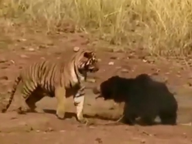 WATCH: Sloth bear takes on tiger in ferocious fight caught on video at Maharashtra's Tadoba Reserve WATCH: Sloth bear takes on tiger in ferocious fight caught on video at Maharashtra's Tadoba Reserve