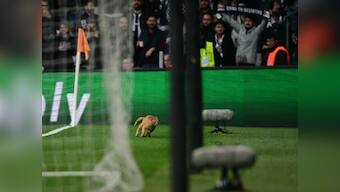 Champions League: UEFA charges Besiktas after cat invades pitch during last-16 clash against Bayern Munich